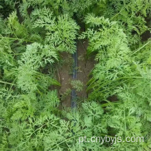Zona de irrigação por gotejamento para economia de água de cenoura